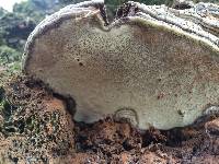 Ganoderma applanatum image