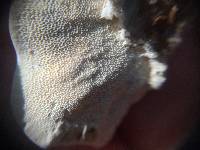 Trametes versicolor image