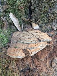 Ganoderma applanatum image