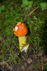 Amanita flavoconia image