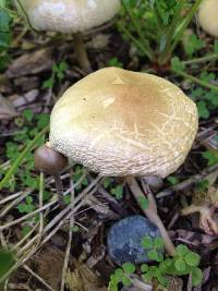 Agaricus campestris image