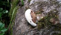 Ganoderma applanatum image