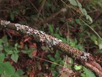Flavoparmelia caperata image