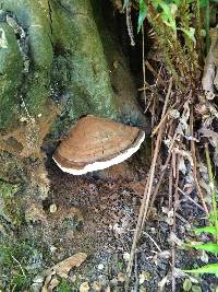 Ganoderma applanatum image