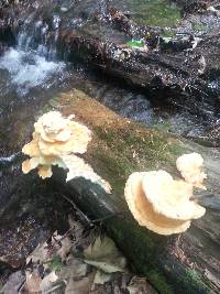 Laetiporus sulphureus image