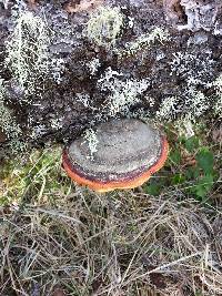 Fomitopsis pinicola image