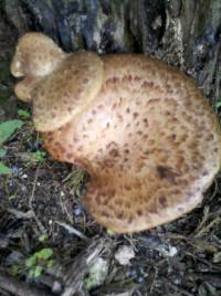 Polyporus squamosus image