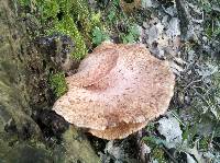 Polyporus squamosus image