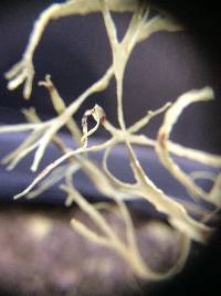 Ramalina farinacea image