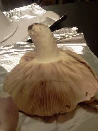 Russula compacta image