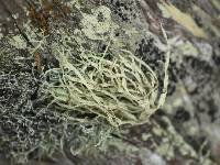 Ramalina farinacea image