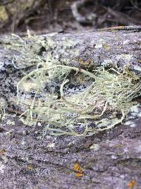 Ramalina farinacea image