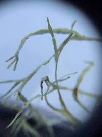 Ramalina farinacea image