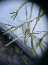 Ramalina farinacea image