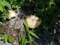 Polyporus squamosus image