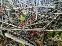 Cladonia cristatella image