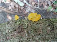 Tremella mesenterica image