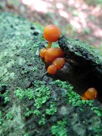 Mycena leaiana image