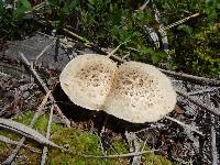 Polyporus squamosus image