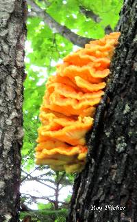 Laetiporus sulphureus image