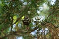 Gymnosporangium juniperi-virginianae image