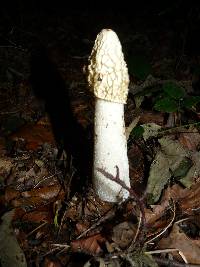 Phallus impudicus var. impudicus image