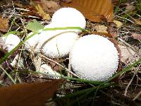 Lycoperdon perlatum image