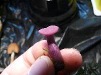 Laccaria amethystina image