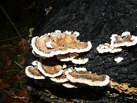 Trametes versicolor image