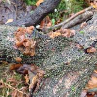 Auricularia auricula-judae image