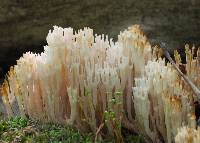 Artomyces pyxidatus image