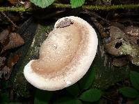 Fomitopsis betulina image