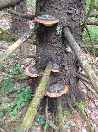 Fomitopsis pinicola image