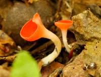 Sarcoscypha occidentalis image