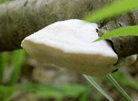 Tyromyces chioneus image