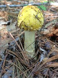 Amanita muscaria image