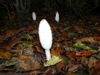 Coprinus comatus image