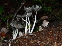 Coprinopsis lagopus image