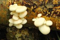 Pleurotus ostreatus image