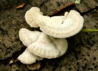 Schizophyllum commune image