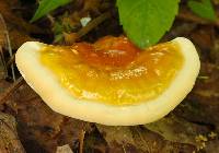 Ganoderma lucidum image