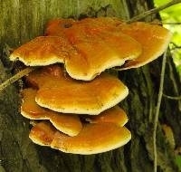 Ganoderma lucidum image