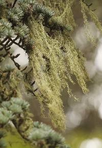 Ramalina menziesii image
