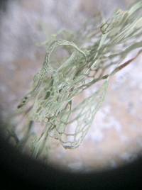 Ramalina menziesii image