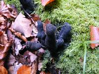 Xylaria polymorpha image