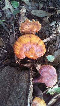 Fomitopsis pinicola image