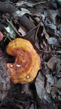 Fomitopsis pinicola image