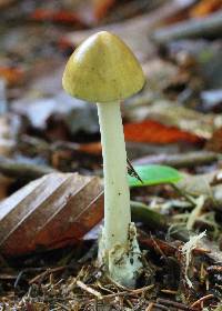 Amanita fulva image