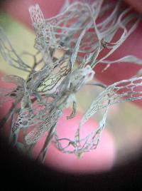Ramalina menziesii image