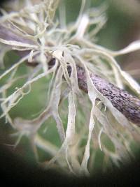 Ramalina farinacea image